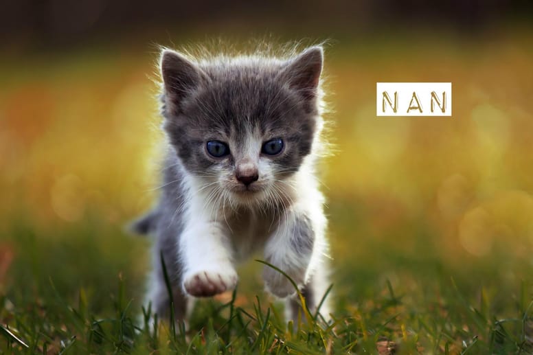 idées prénoms chats