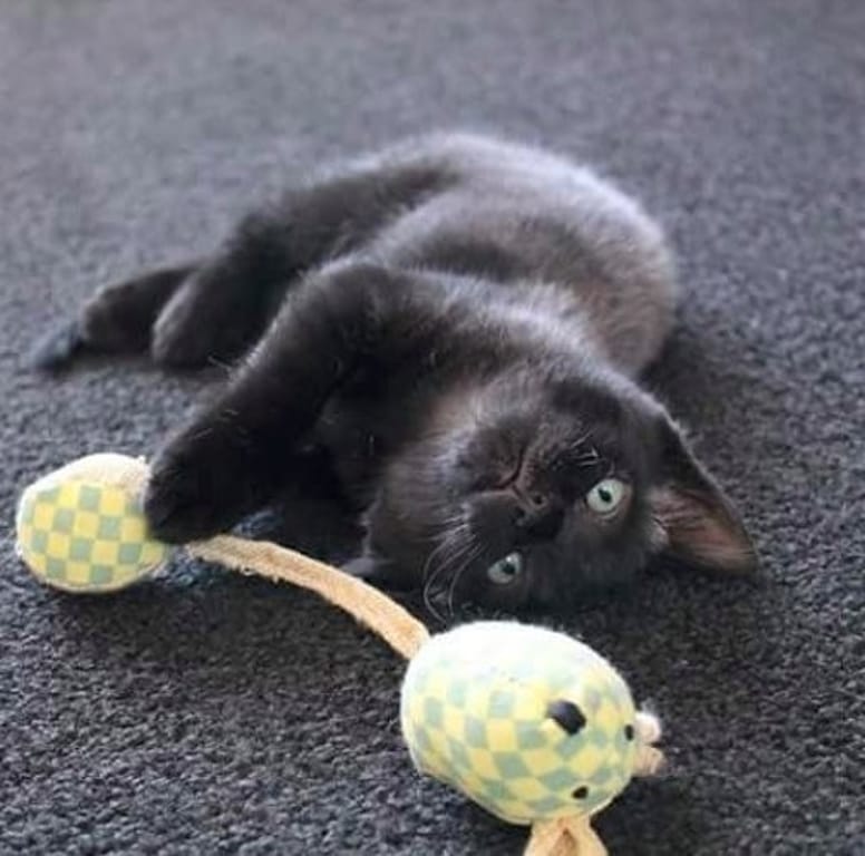chaton noir joueur