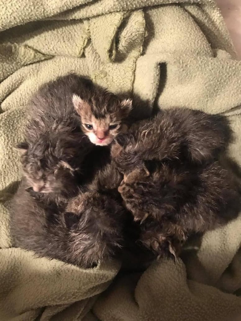 chats nuit maison
