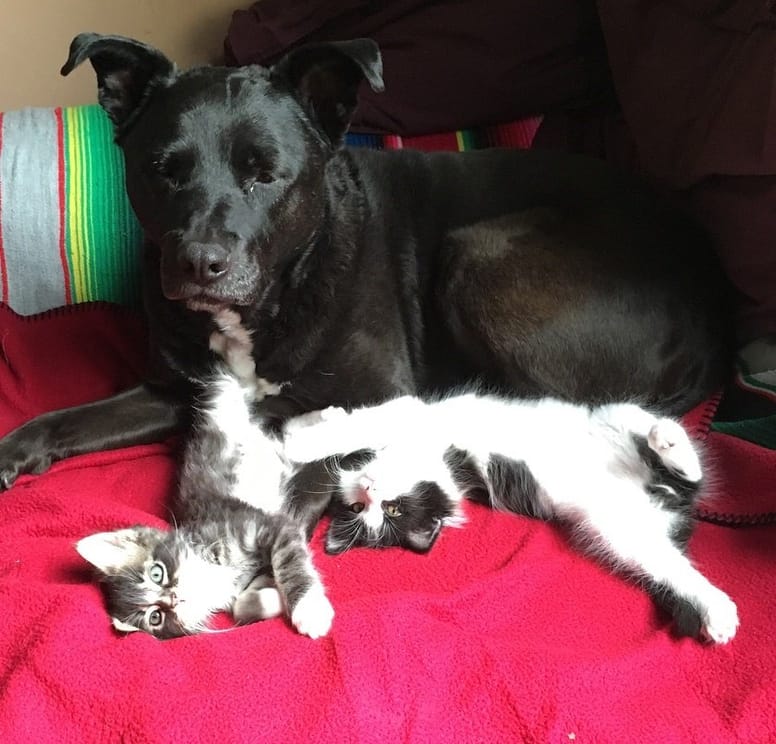 chatons chienne
