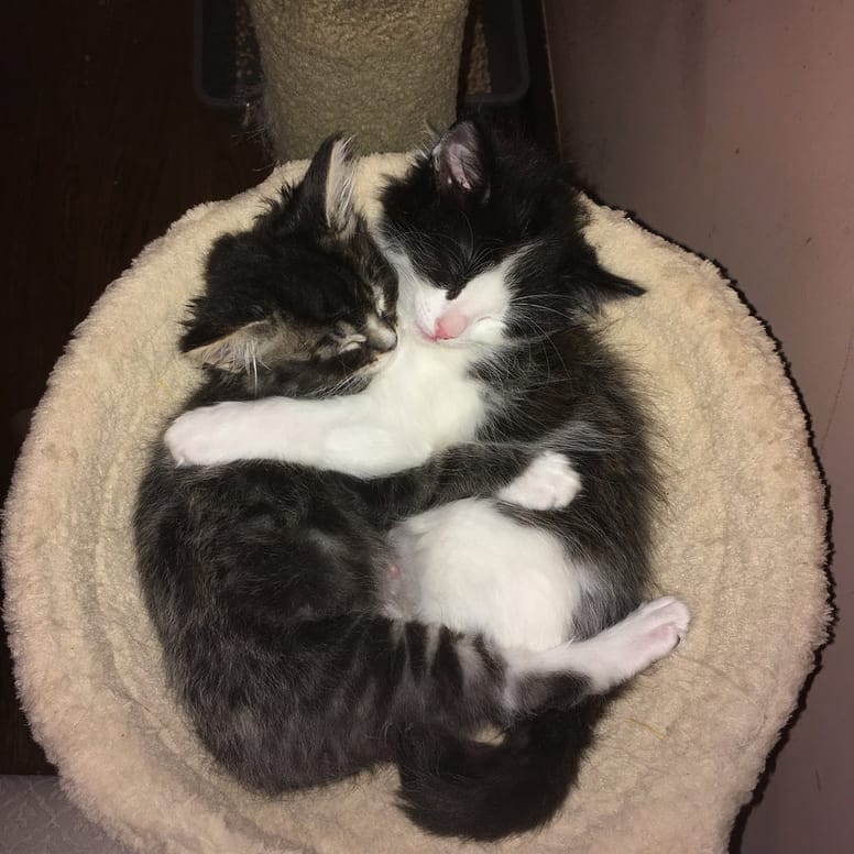 chatons chienne