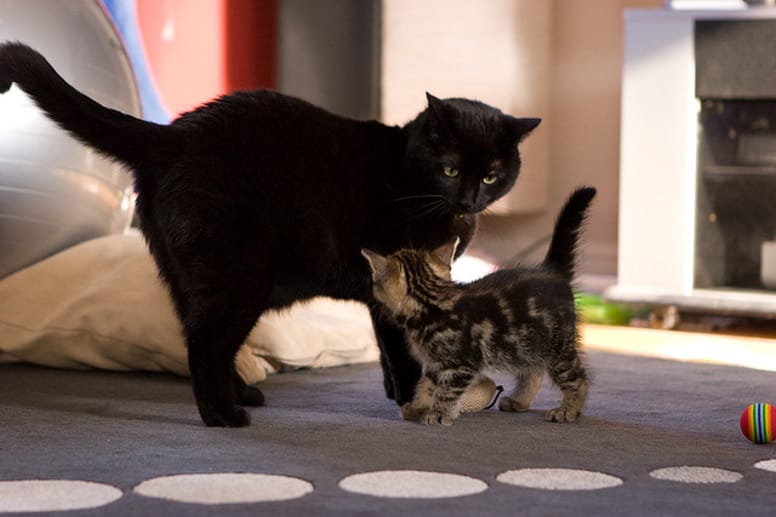 chat chaton rencontre