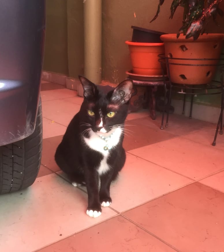 chaton chauve souris