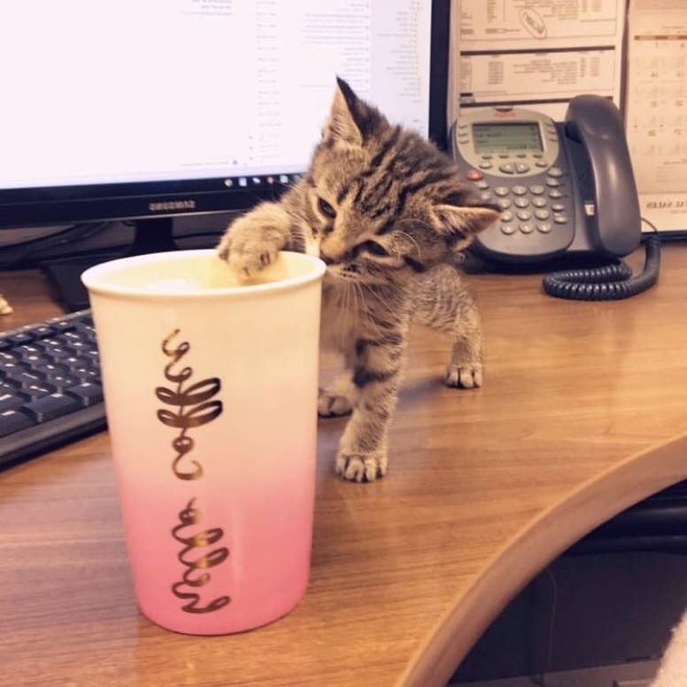 chatte travail