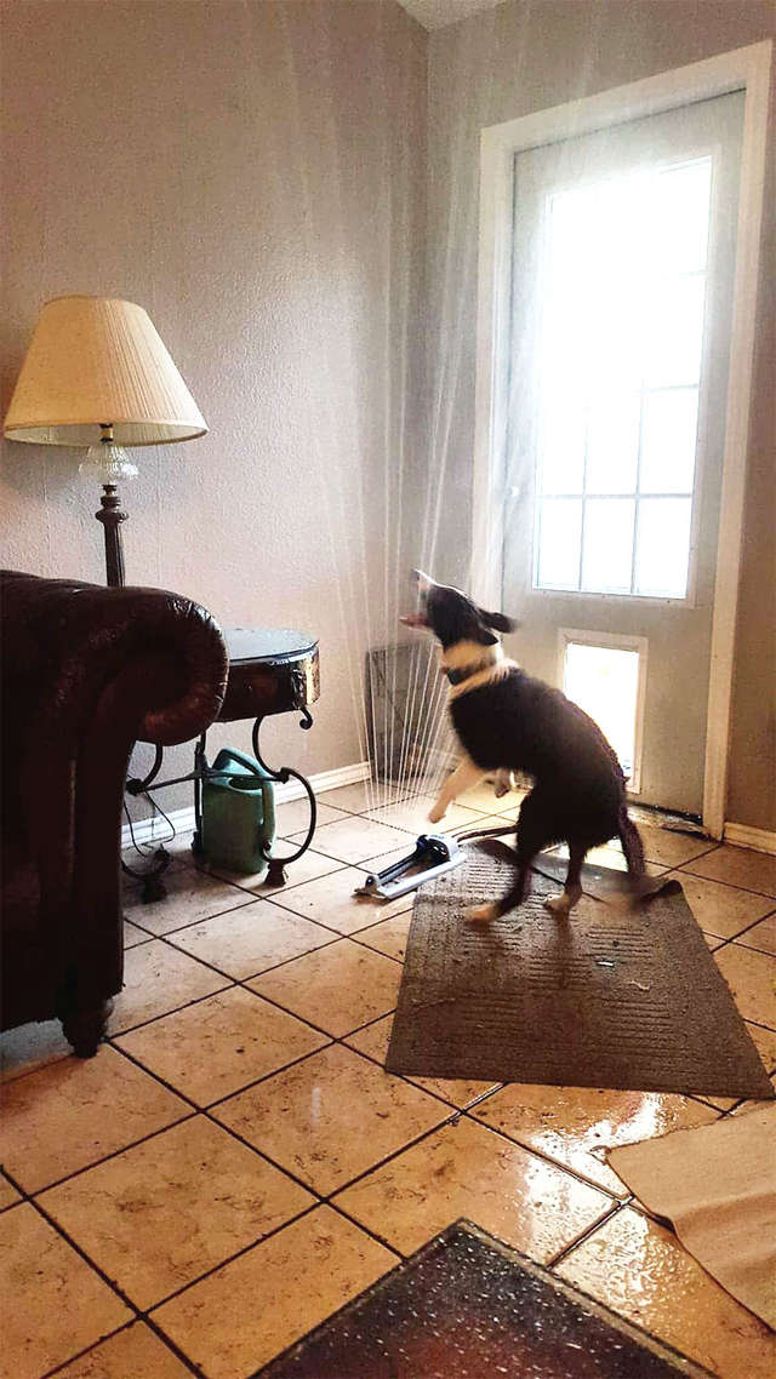 chien arroseur