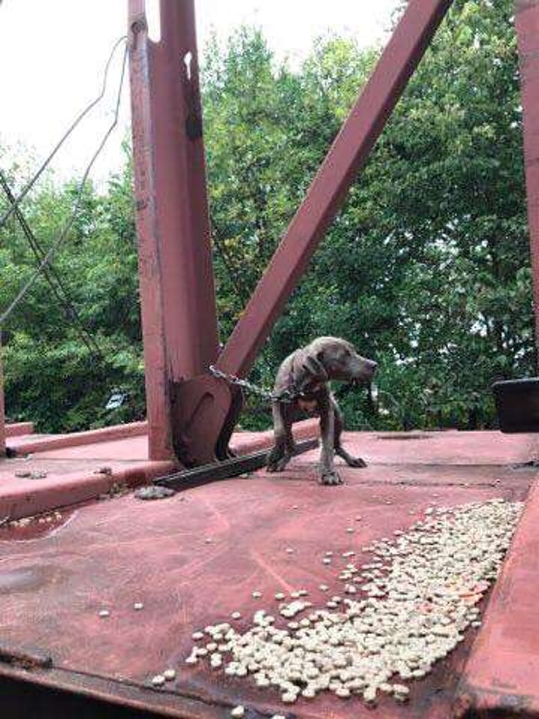 chien train