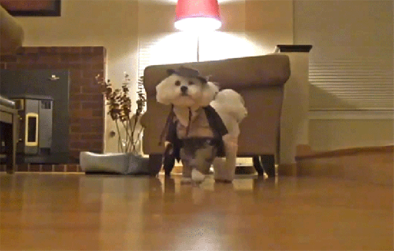 chien halloween