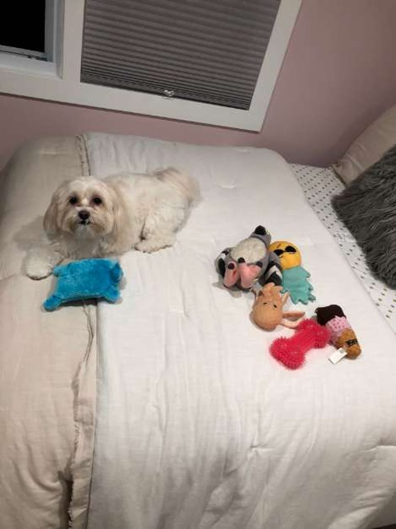 chien jouets lit