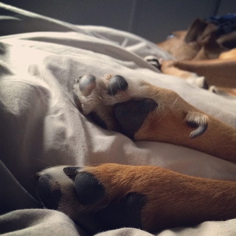 chien lit