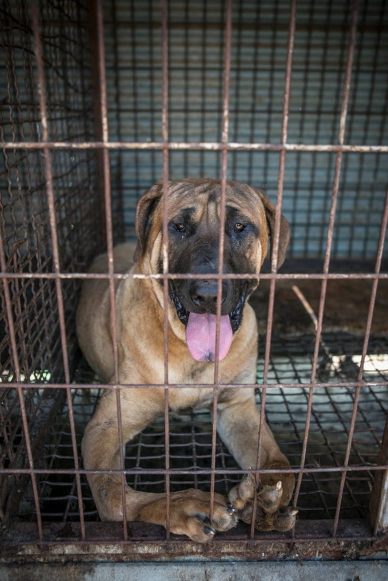 chien pattes tordues