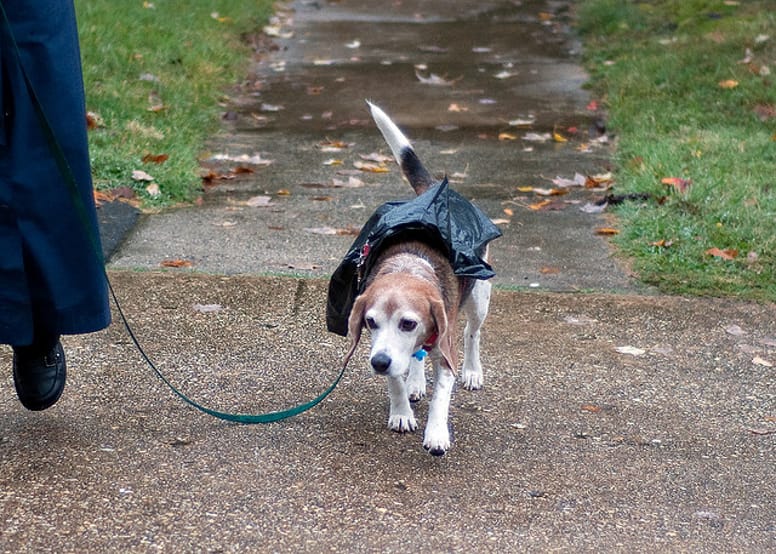 chien pluie