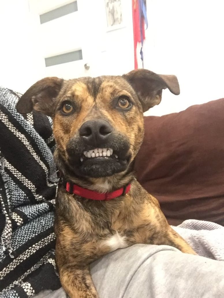 chien grand sourire dents