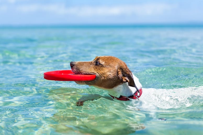 chien joue dans la mer frisbee