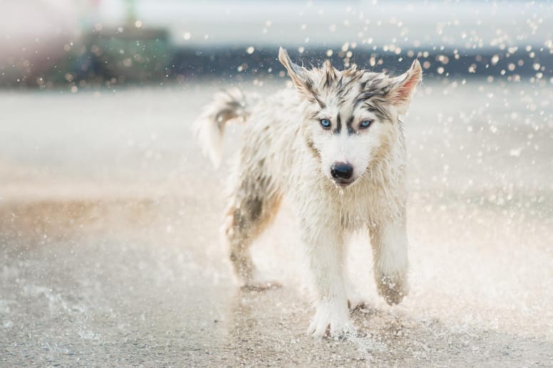 chien marche dans l'eau