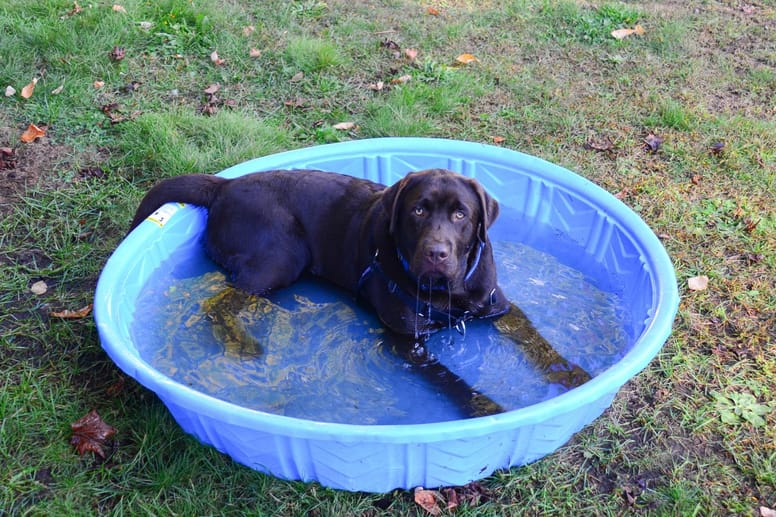 chien piscine