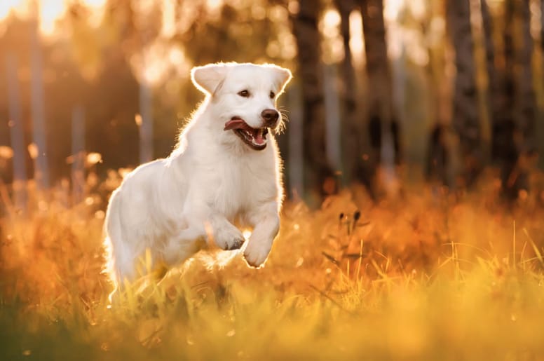 chien promenade coucher soleil