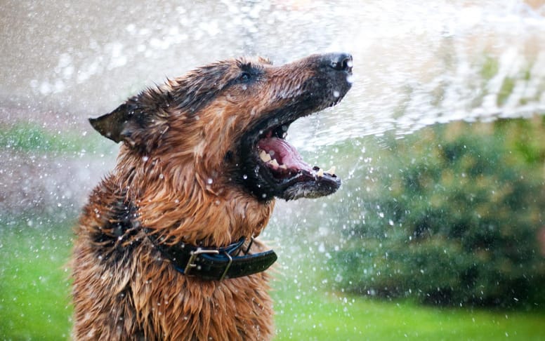 chien asperger tuyau arrosage