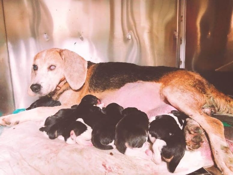 chienne beagle gestante