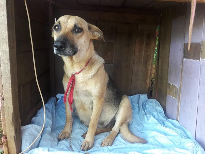 chienne gestante