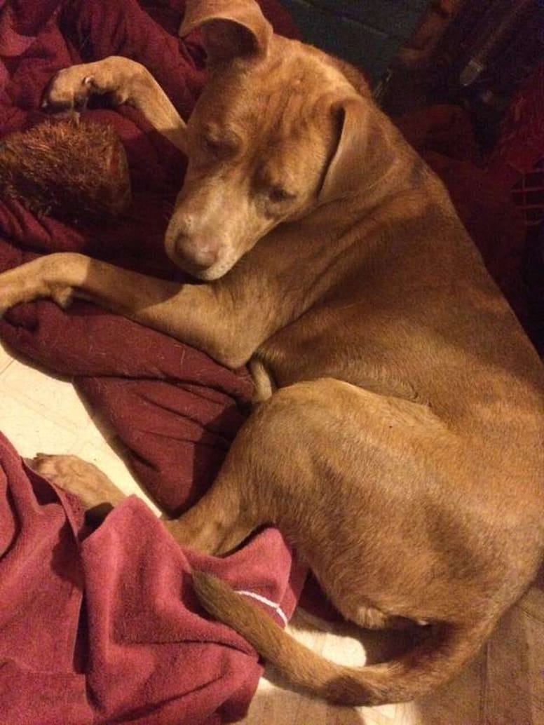 chienne pitbull