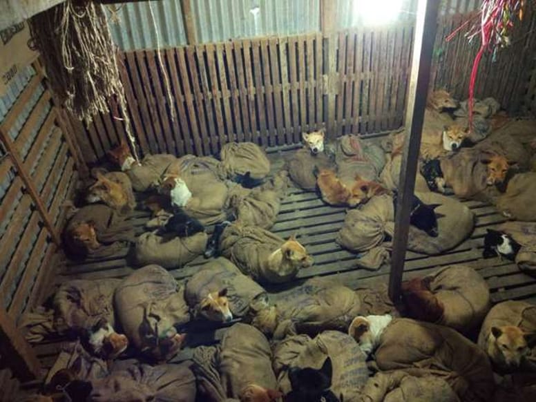 chiens sac inde