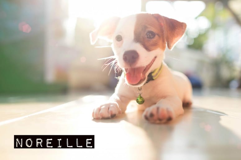 chiot lettre N