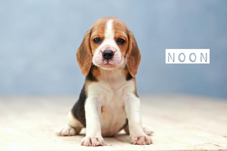 chiot lettre N