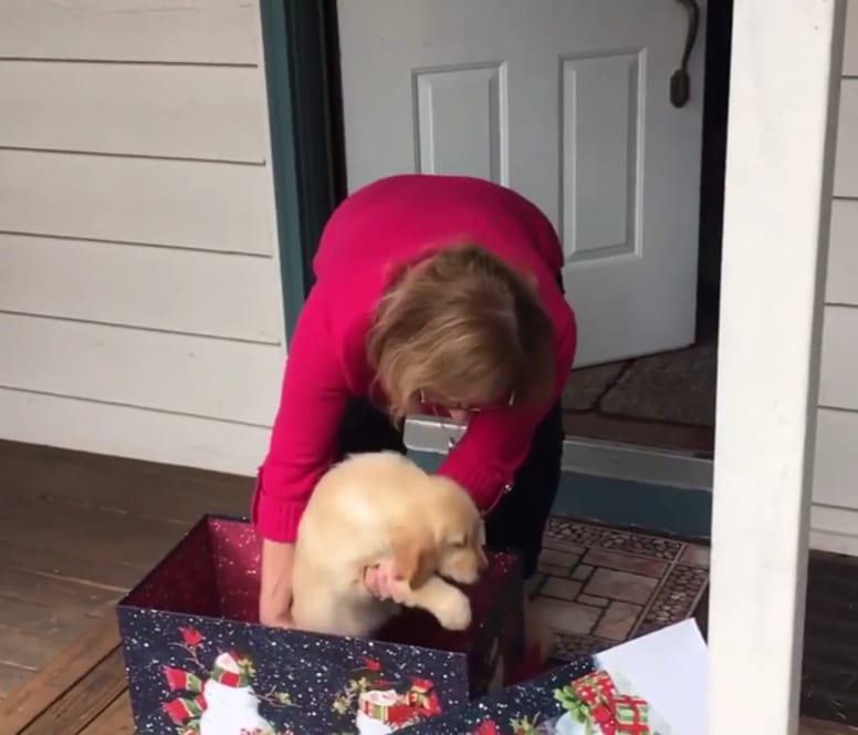 chiot golden retriever cadeau