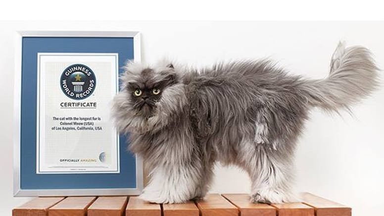 Record Colonel Meow Le Chat Au Poil Le Plus Long Du Monde