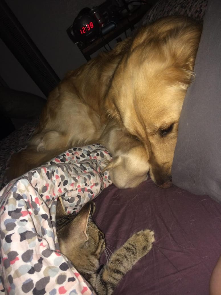chat chien calins
