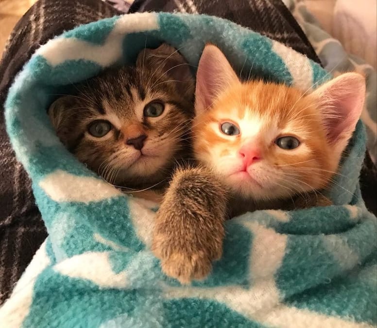chatons câlins