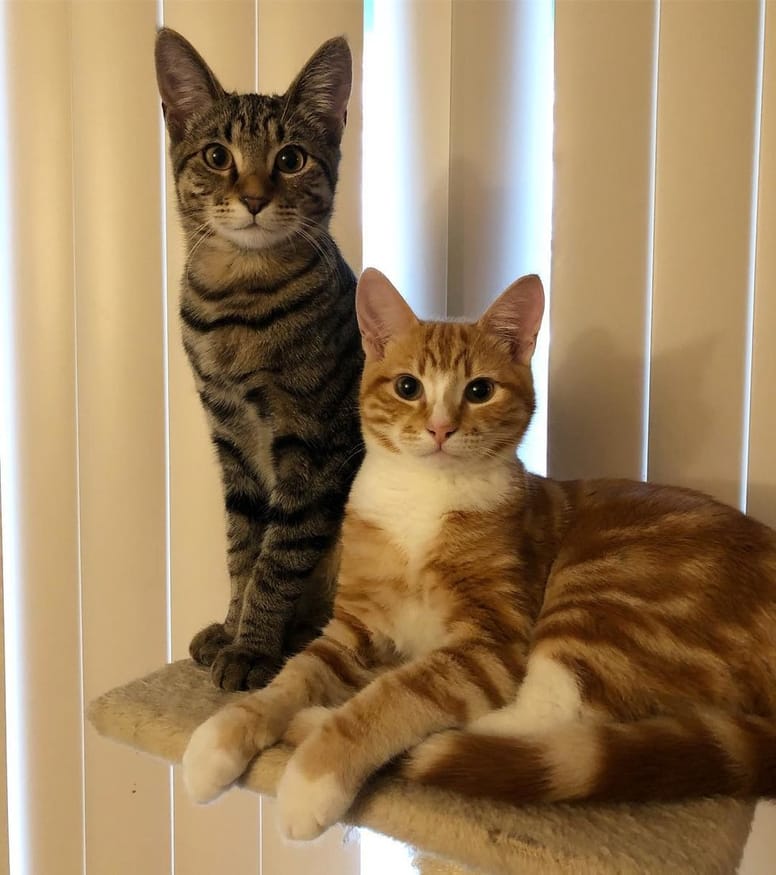 chats copains