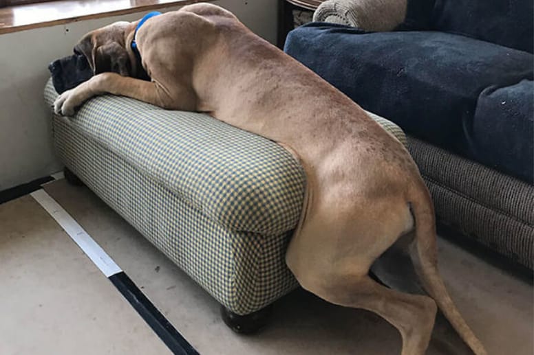 dog niemiecki na kanapie