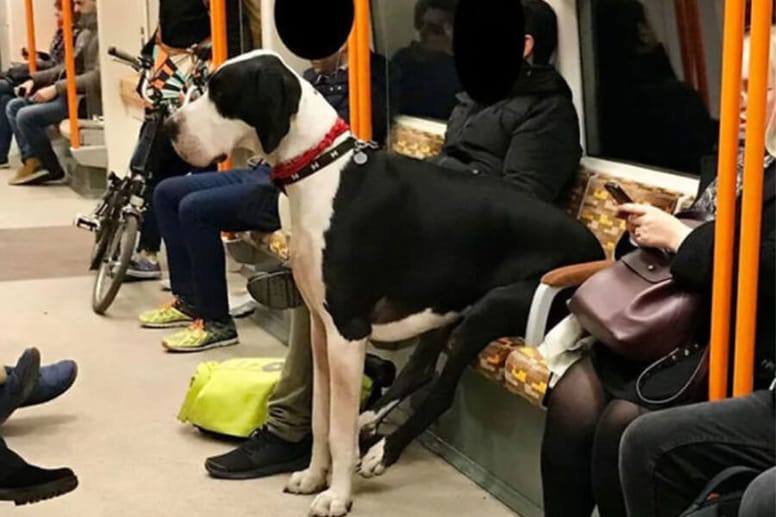 dog niemiecki w metrze