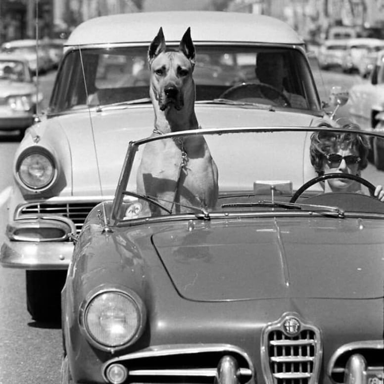 dog niemiecki w samochodzie