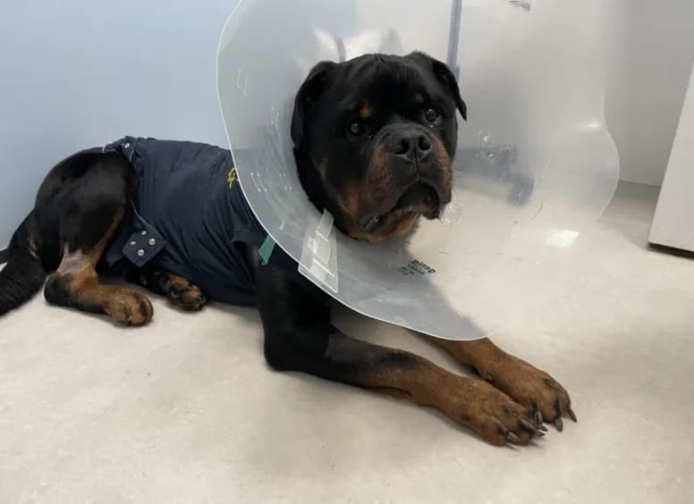 Rottweiler beim Tierarzt
