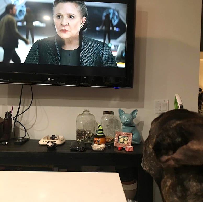 gary fisher leia