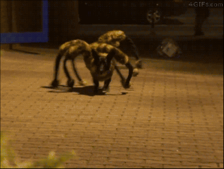 gif chien déguisement araignée