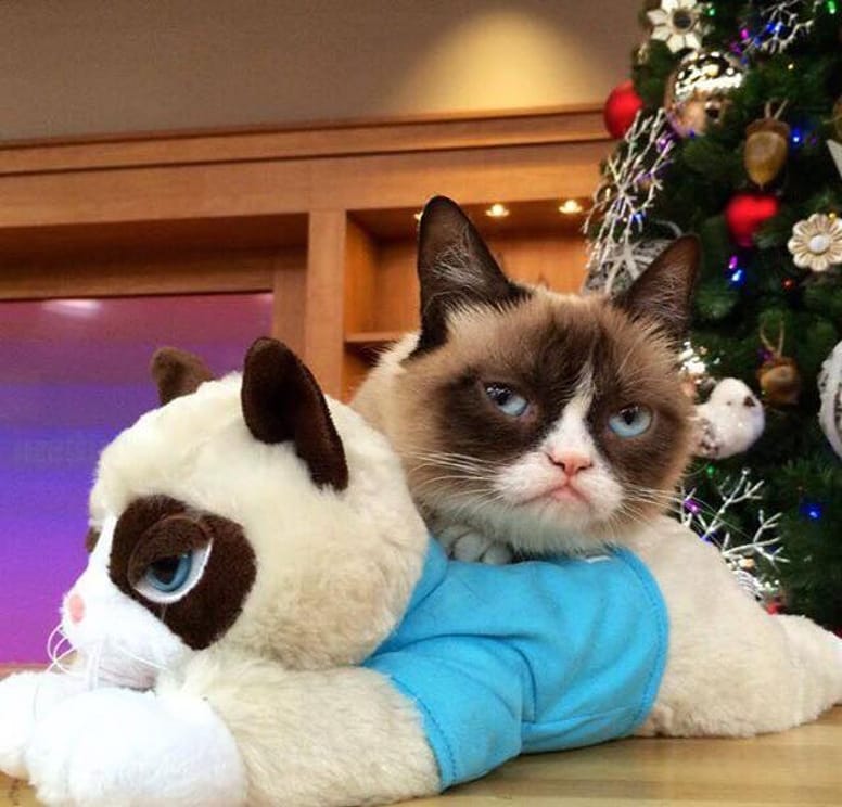 grumpy cat