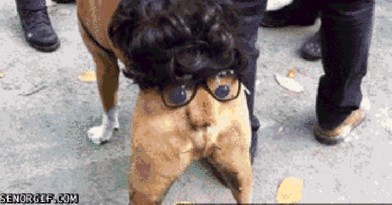 gif chien halloween