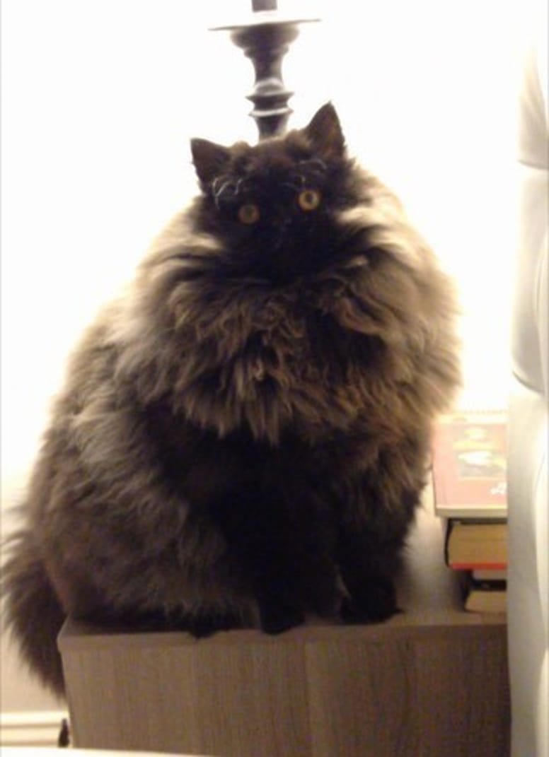 chat xxl fluffy