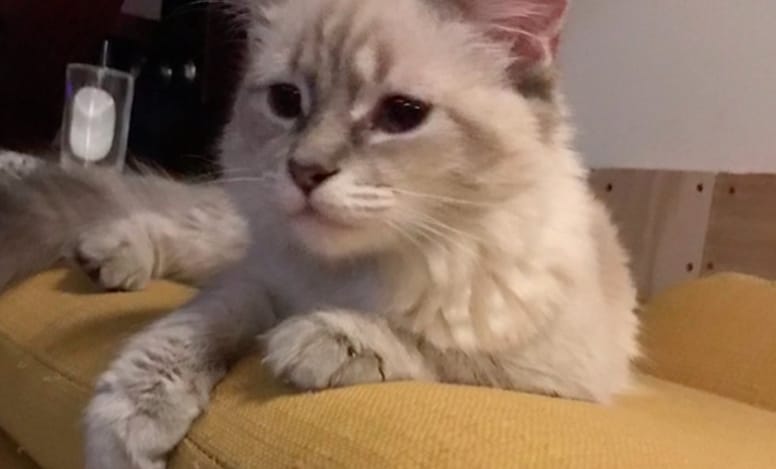 chatte sauvée