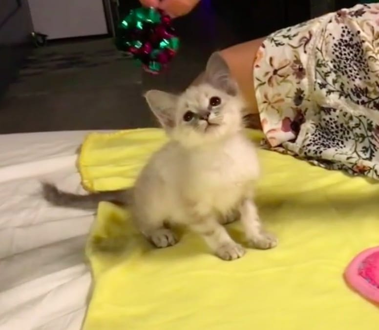 chatte grise blanche