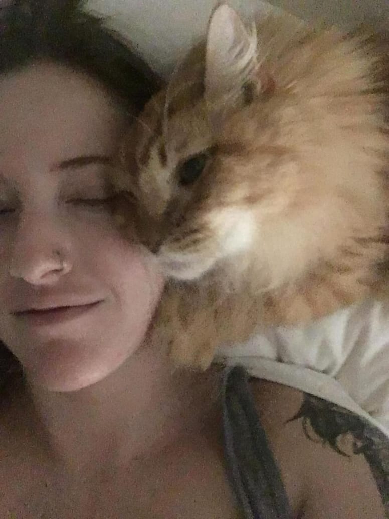 Ce Chat De 8 Ans Qui Ressemble A Un Lion A Trouve L Humaine De Ses Reves