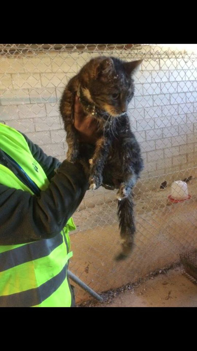 itchy chat