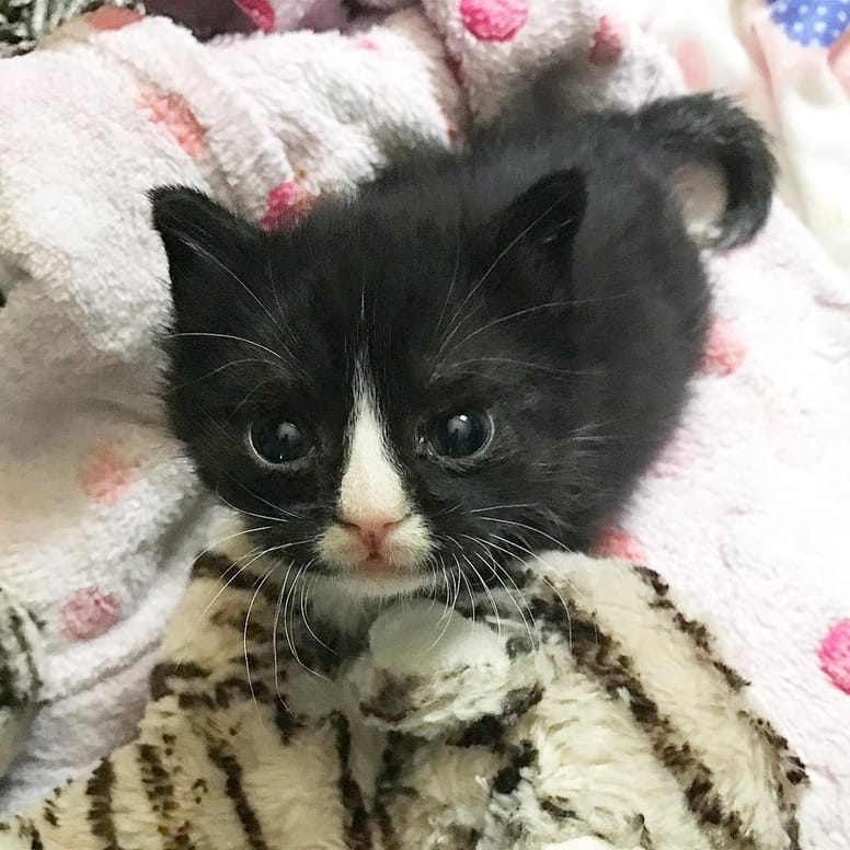 chaton noir et blanc