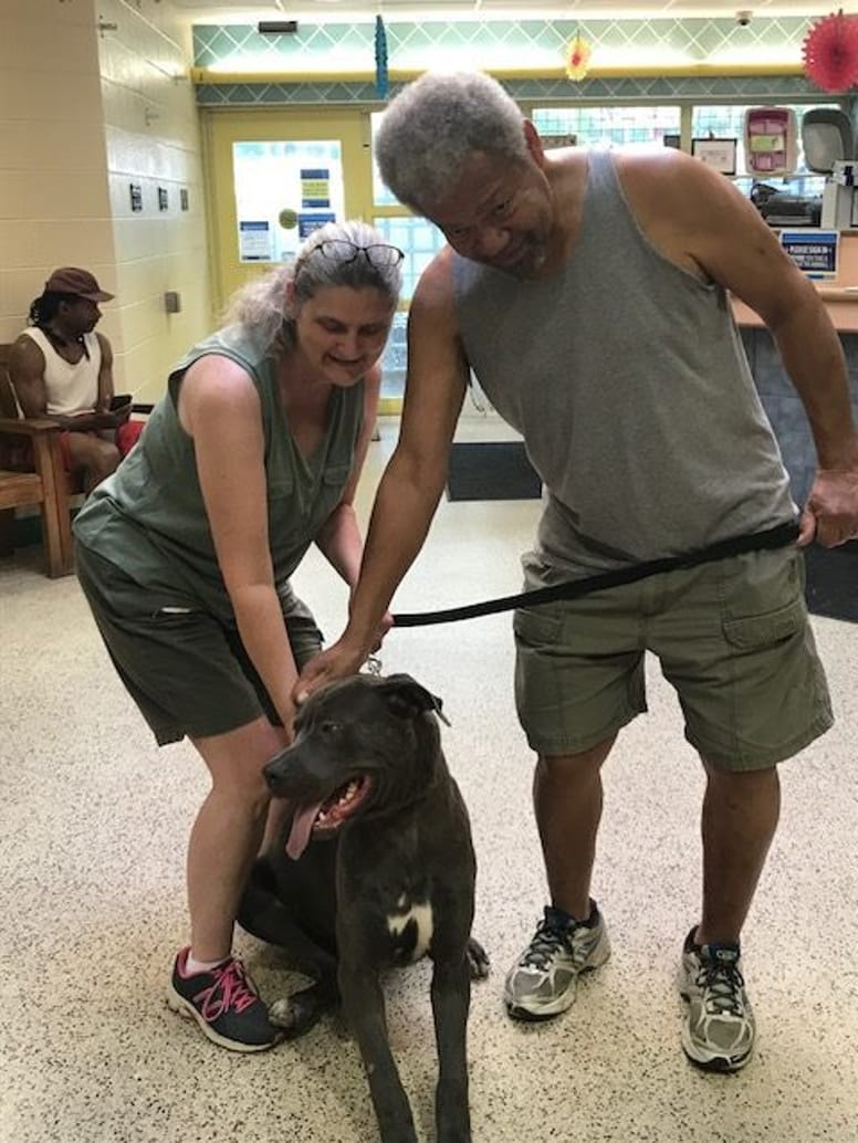 CHIEN ADOPTION