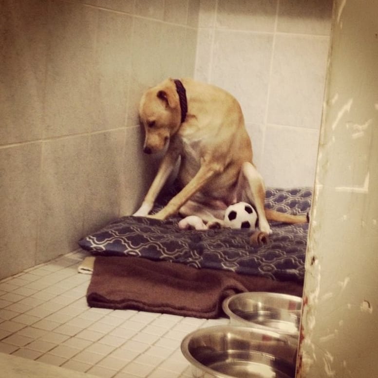 Lana chienne la plus triste du monde