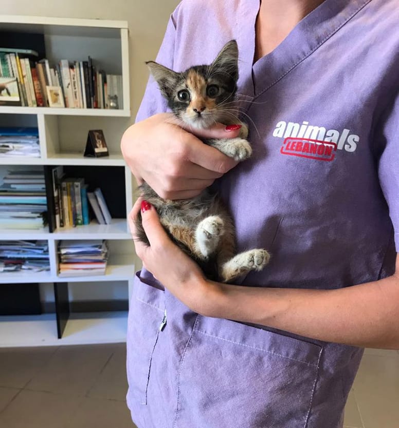 chaton calico