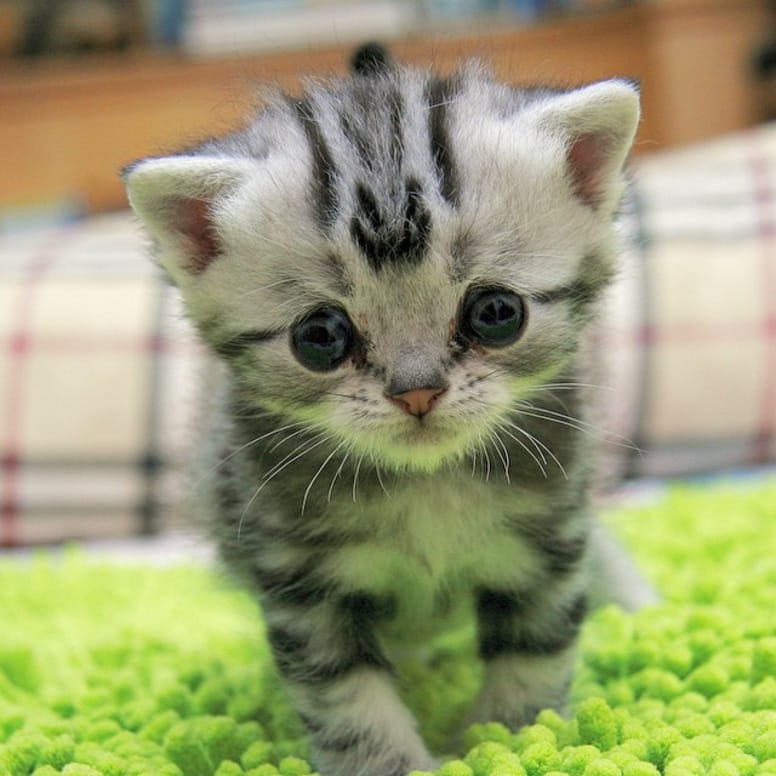 Luhu Le Chat A La Bouille Si Triste Que Tout Le Monde Veut Le Serrer Dans Ses Bras Luhu Le Chat A La Bouille Si Triste Que Tout Le Monde Veut Le Serrer Dans Ses Bras